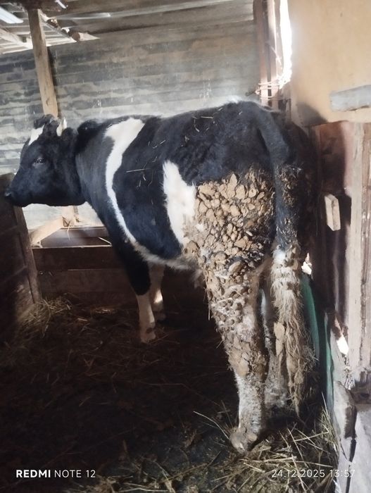 Бордақы бұқа сатылады