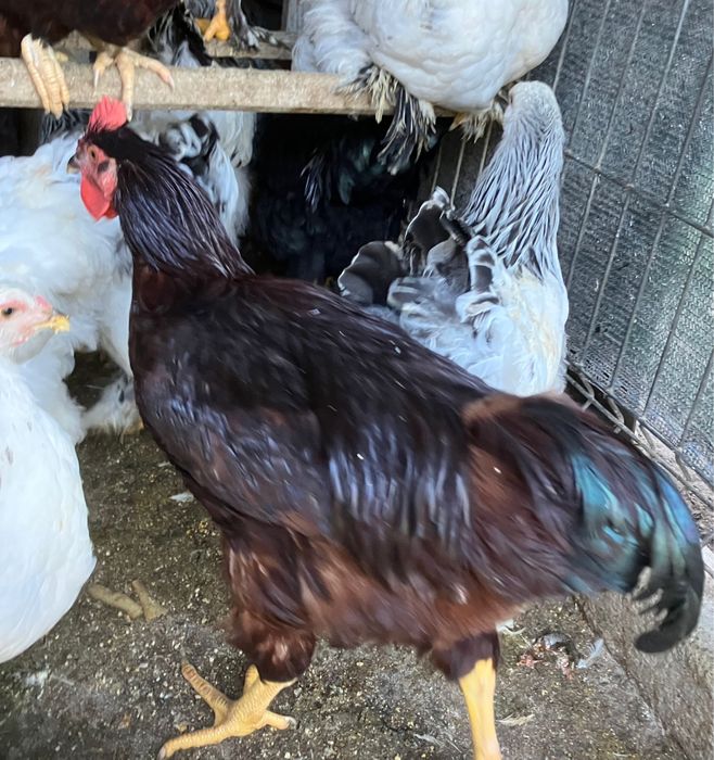 Gaini wiandotte si rase foarte mari si oua de incubat