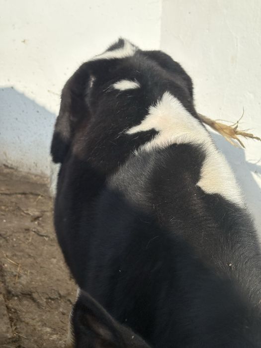 Vitel de vanzare 3luni jumatate