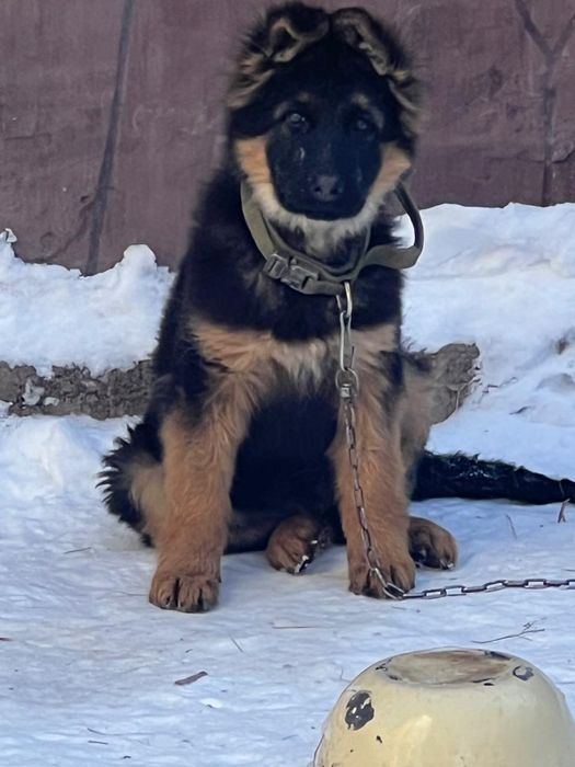 Продается немецкая овчарка 6 месяцев