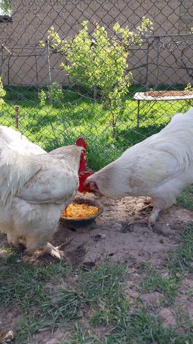 Tovuq xorozi sotladi  1 ta si