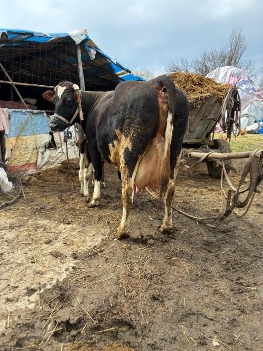 Vaca cu vitel Holstein