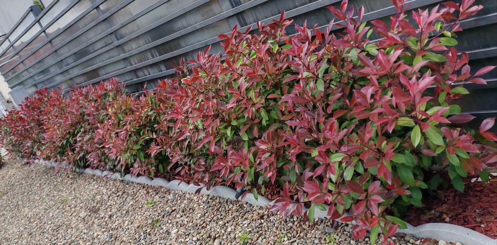 Photinia Red robin