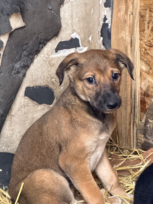 Продам щенков Грейхаунд