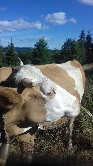 Vaca de vânzare.