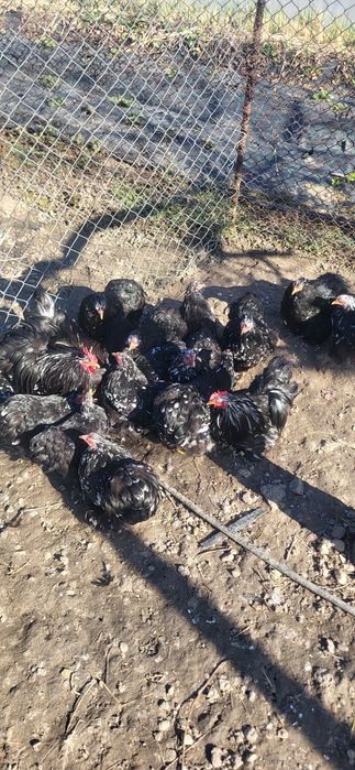 Cochinchina pitic bobat oua