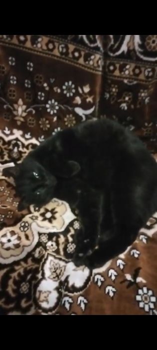 Срочно, отдам кошечку