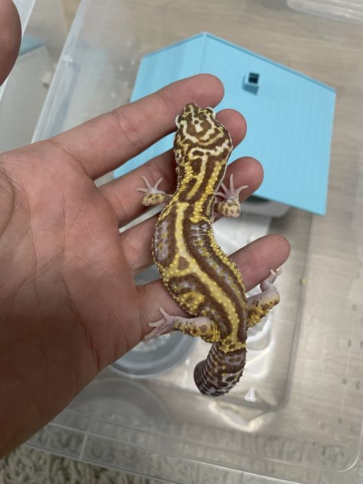 Эублифары геконы