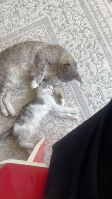 Отдам котенка даром