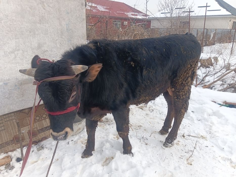 Продам бычки на откорме уже 5 месяцов