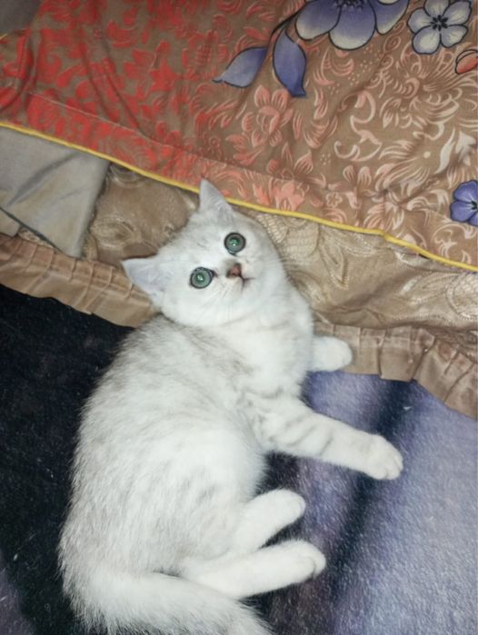 Продаются британские котята