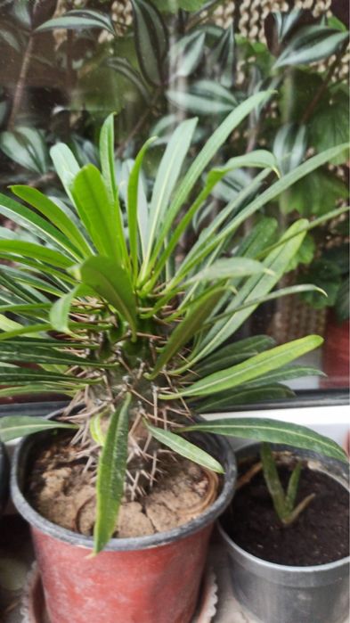 Цветы комнатные в горшках