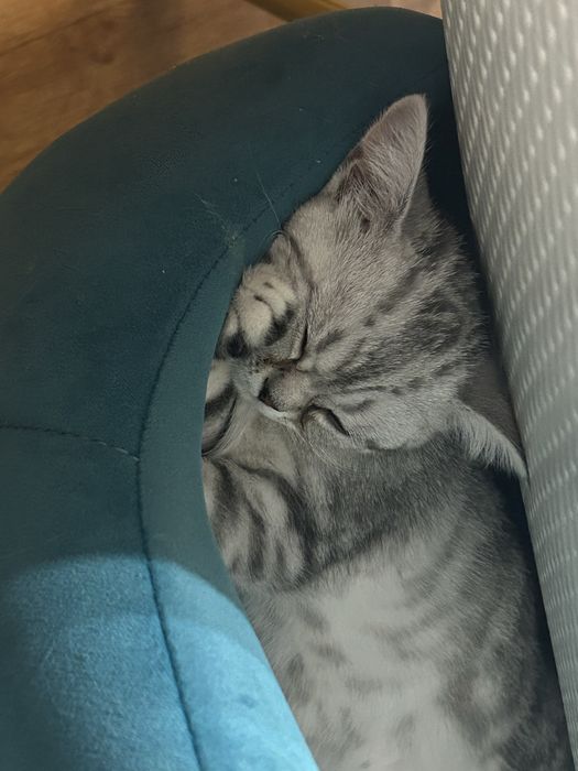 Продам шотландского котенка