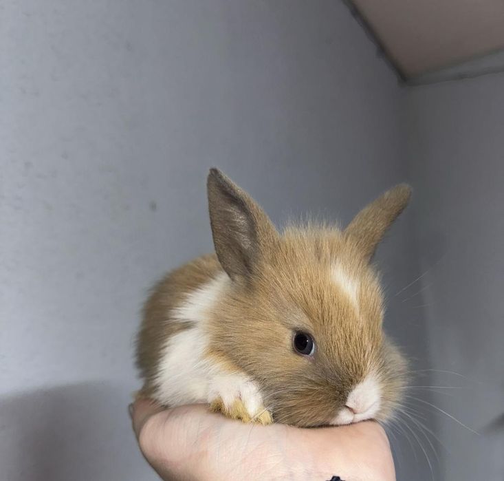 Волнистые попугаи