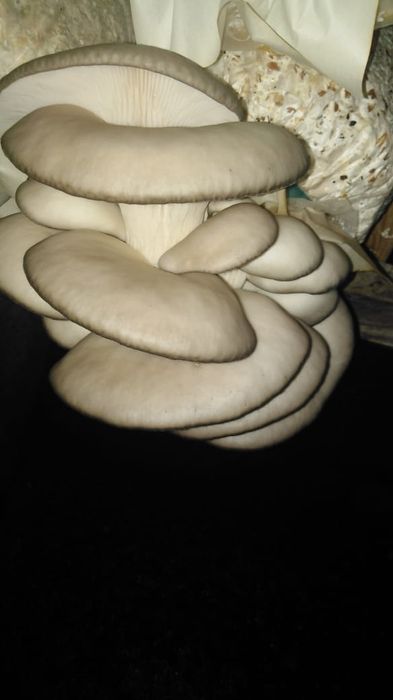 Мицелий вешенки.