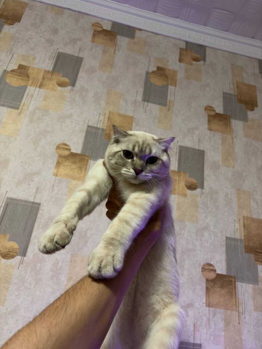 Mushu sotiladi zotli toza
