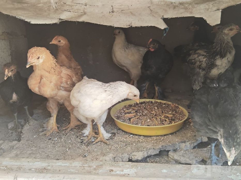Faqat bugun Tovuqlar sotiladi
