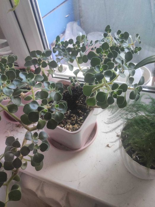 Комнатные растения