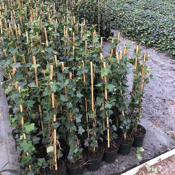 Tuia,lilandi,tei,mesteacăn,pawlonia,arțar,potinia,laur englezesc