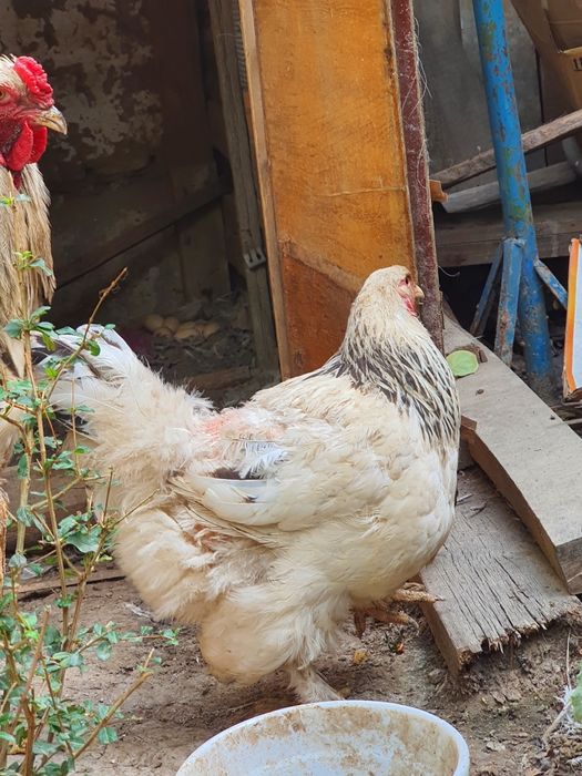 Tovuq brama narxi 449.000 sõm