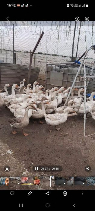 Vând ouă de găscă pentru incubat