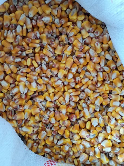 Vand porumb curat  Pret in lei