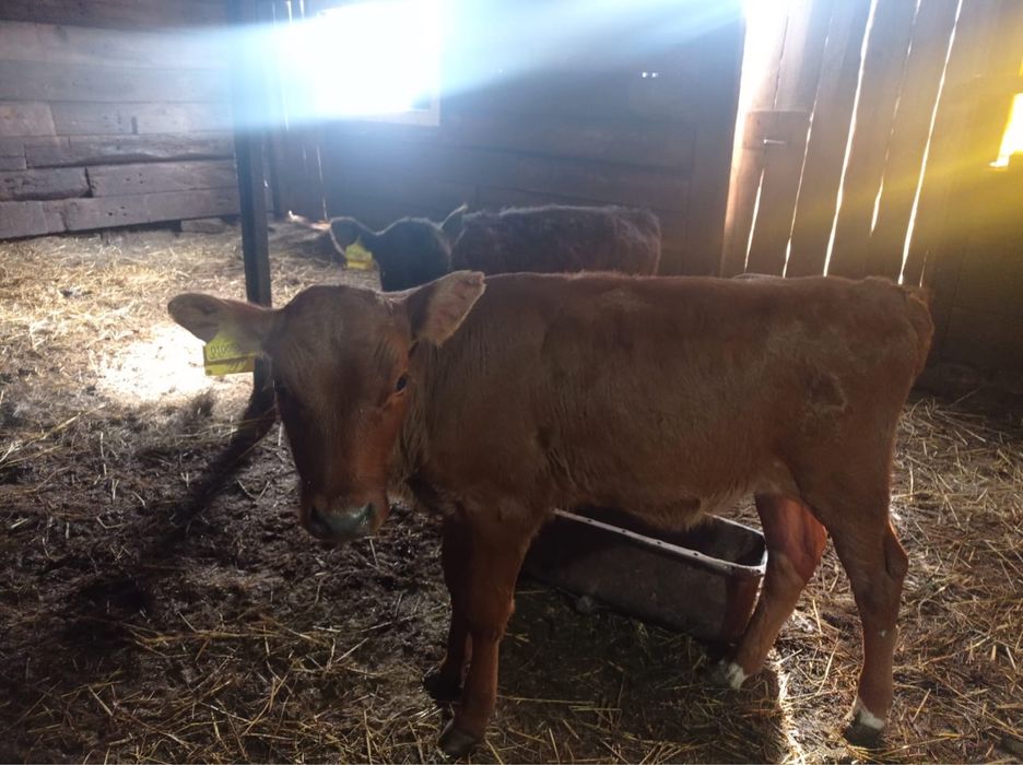 Продам телят, Ұрғашы бұзаулар сатылады