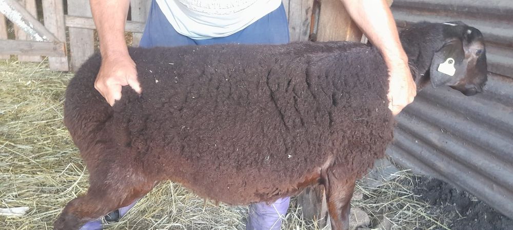 Продам овцу, кой сатам