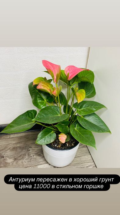 Продам взрослые комнатные цветы