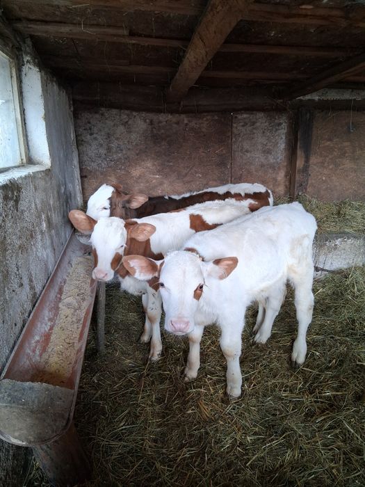 De vânzare 3 viței 2 țărani și o vițea