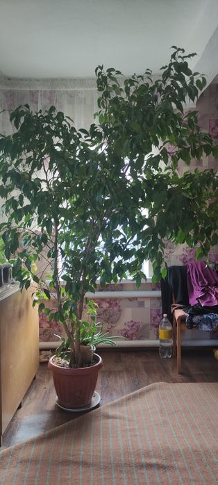 Фикус Бенджамина