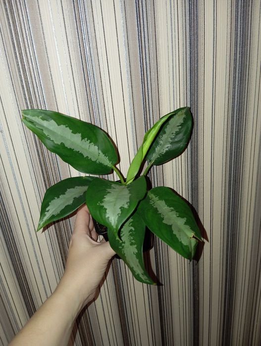 Продам Аглаонема разных сортов