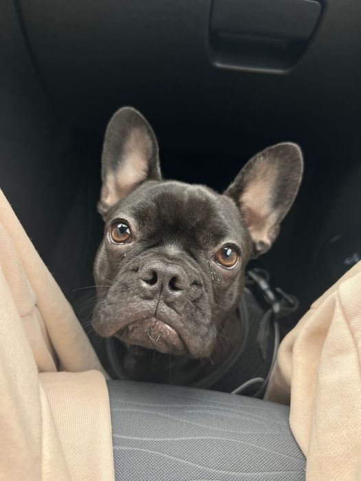 Френски булдог - 8 месеца. женско