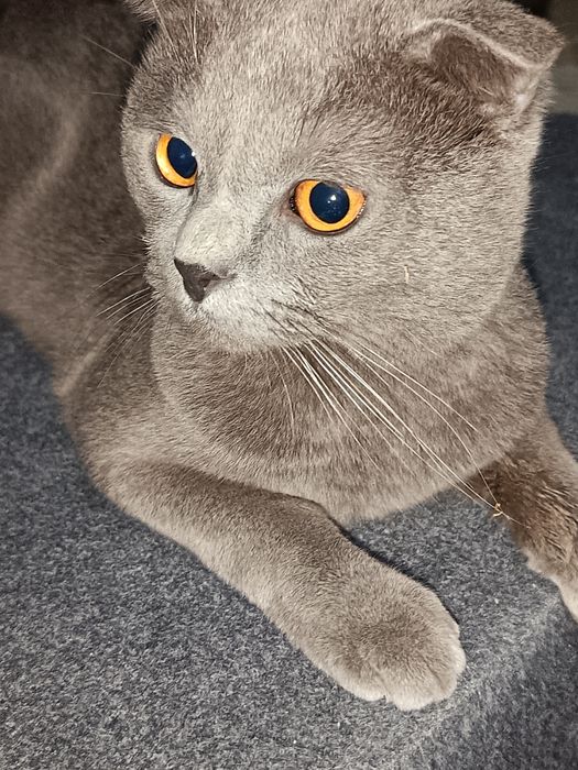 Yaxshi ğamxorlik qiladigan mushuk sevuvchilar uchun. Mushuk sotiladi!