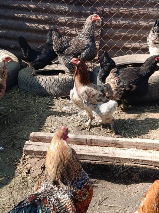 Продам инкубационные яйца.