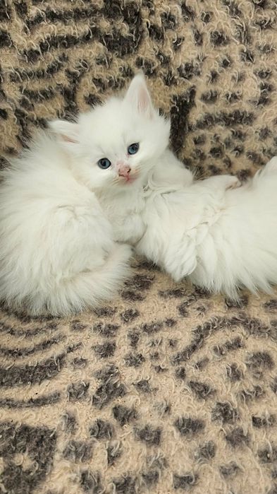 Продавам Ангорски котенца