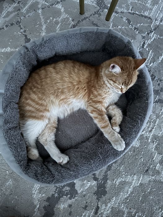 Продам кота хорошая