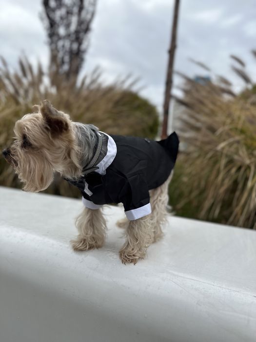 Фрак, смокинг для собак