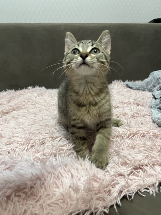 Котеночек мальчик, кот, котик, котенок