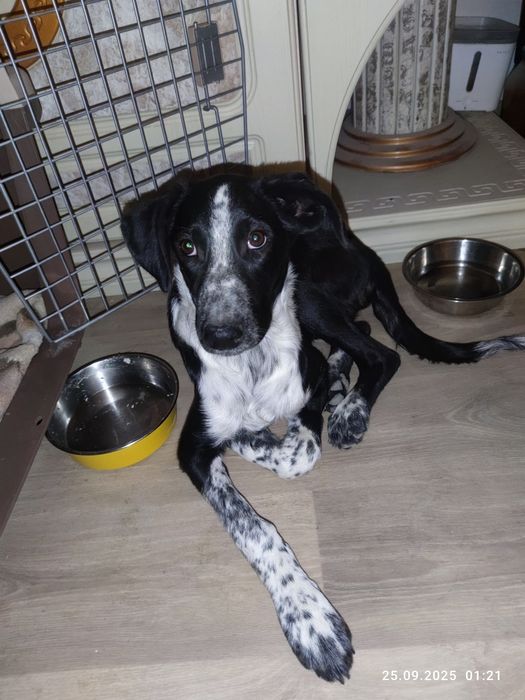 Отдаётся щенок Нюша в ответственные руки!