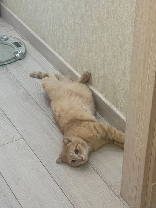 Вязка бесплатно двум котам