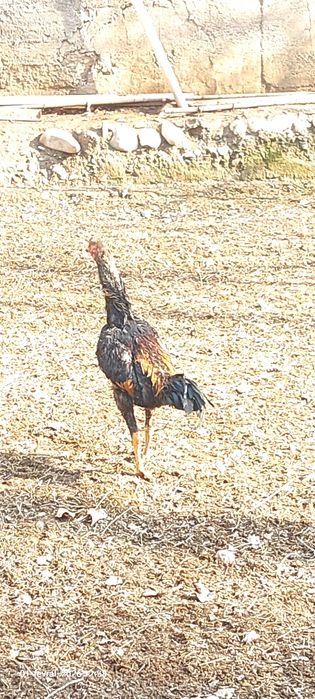 Даканлар ва  жерс