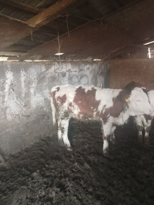 Vând vitei un bouț și 2 vitele