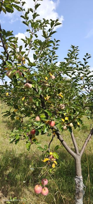 Vand mere  Starkinson, Crețești si Florina, piersici de toamna, ecologice