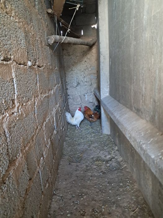 Японский қораздар сатылады