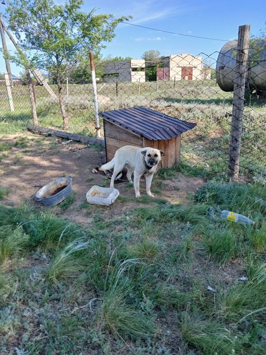 Ит сатылады бесплатно