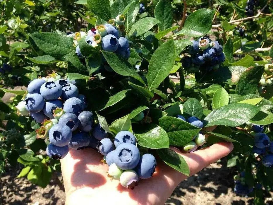 Голубика кучатлари