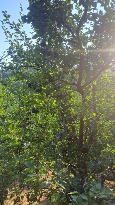 Vând prune pentru țuică
