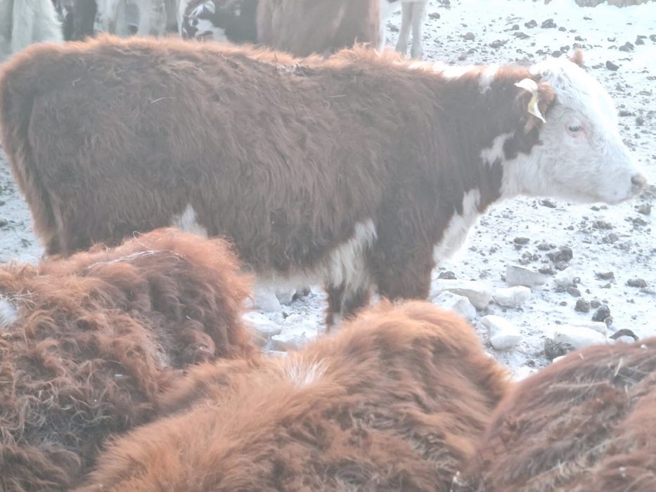 Телки 2025 года / Акбас кашарлар