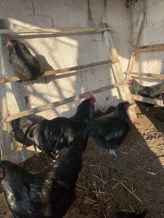 Vand oua de incubat Australorp